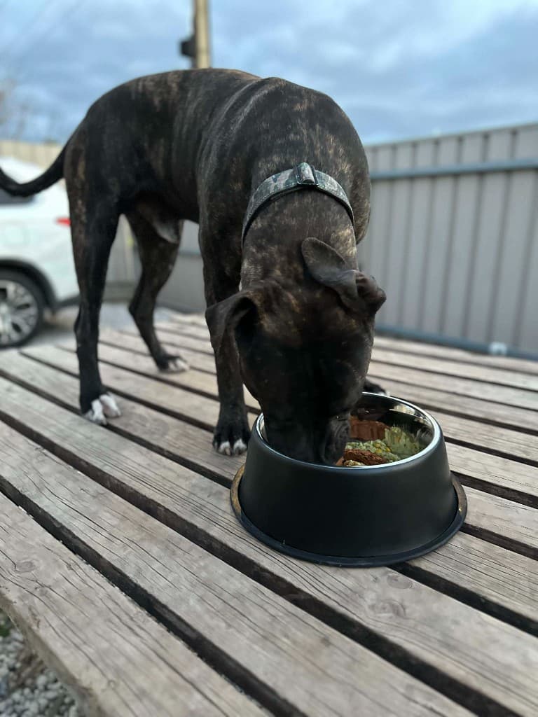 Staffy eating from their bowl