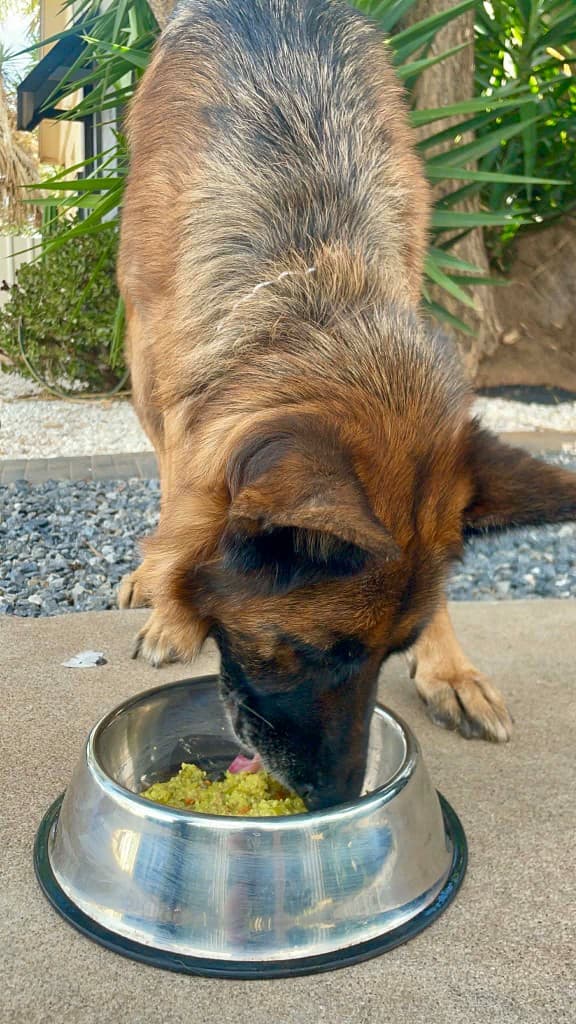 German Shepherd tucking in